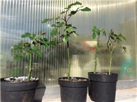 e1ed8ac8-20160504 ruže.jpg